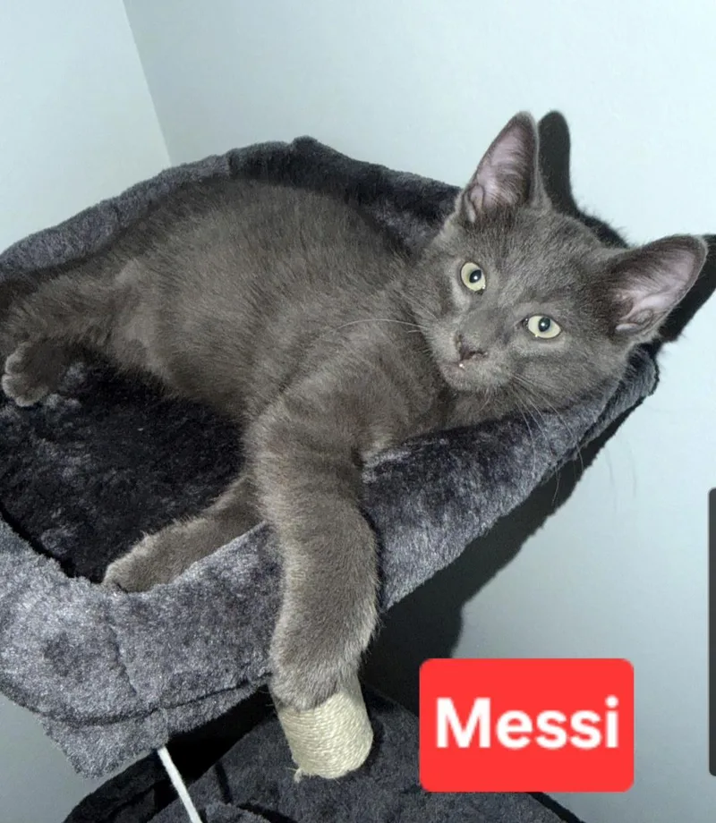 A baby small-sized male Gray & White Domestic Short Hair cat named Messi for adoption in Brighton, MI