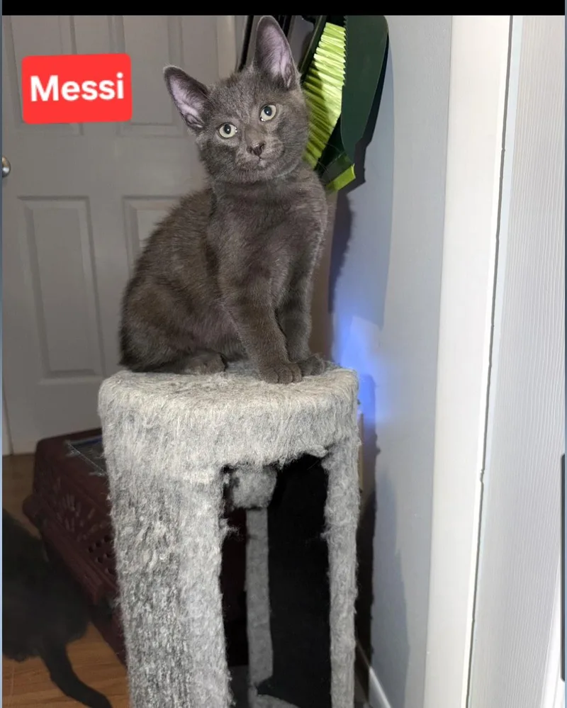 Messi thumbnail 5