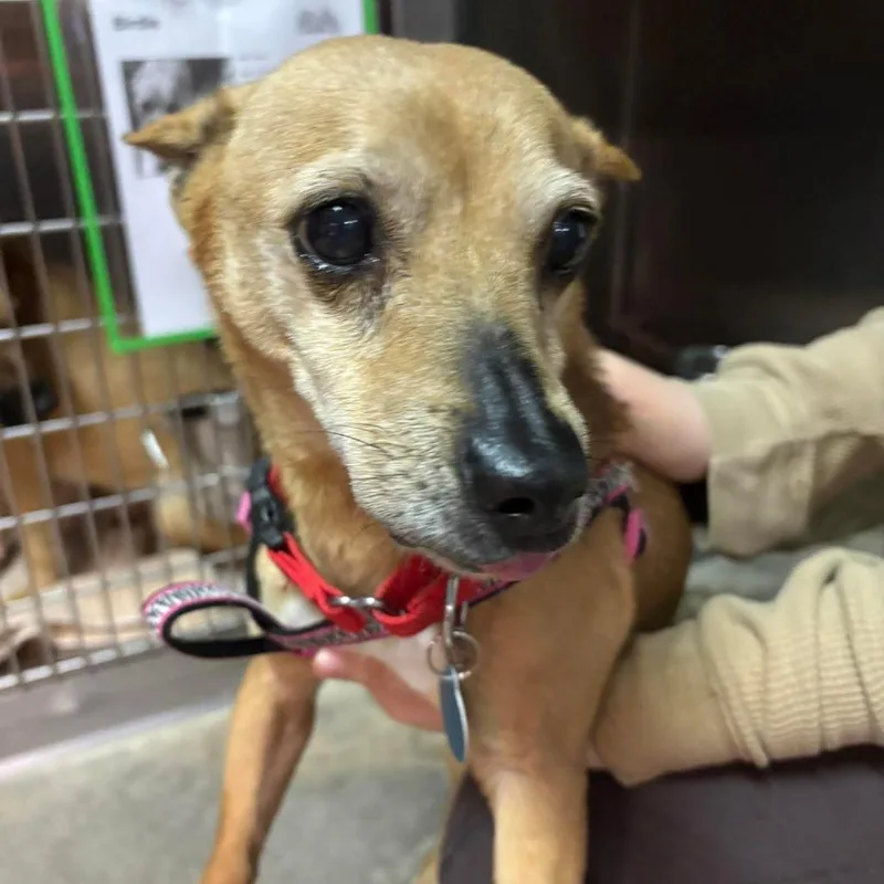 A senior small-sized male Red / Chestnut / Orange Chihuahua dog named Bellamy for adoption in Shawnee, KS