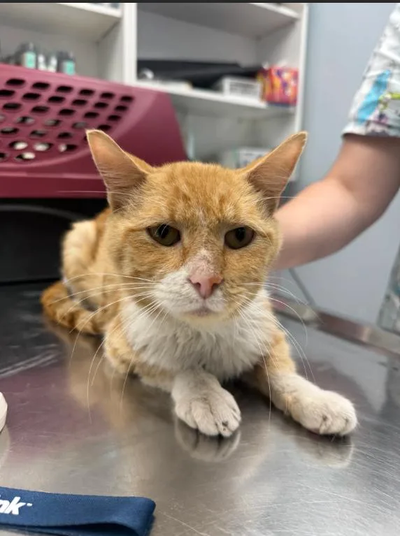 A senior medium-sized male Tabby (Orange / Red) Domestic Short Hair cat named Keds for adoption in Chicago, IL