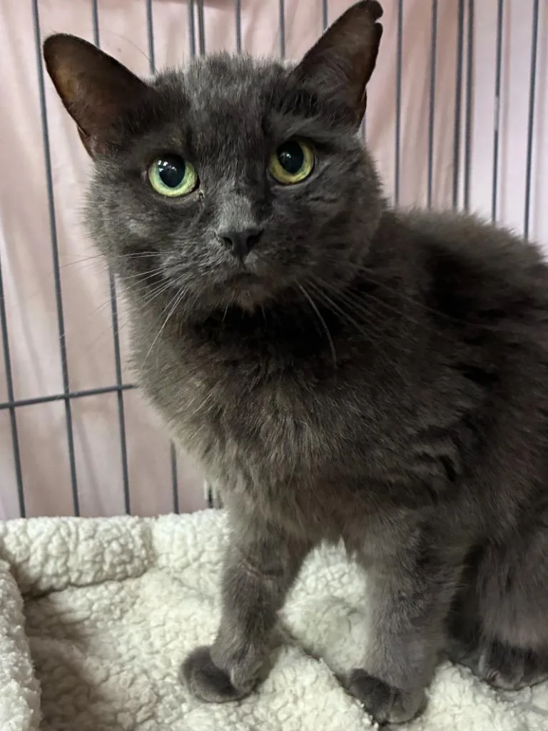 A senior medium-sized female Domestic Short Hair cat named Fairy Godmother for adoption in Cincinnati, OH
