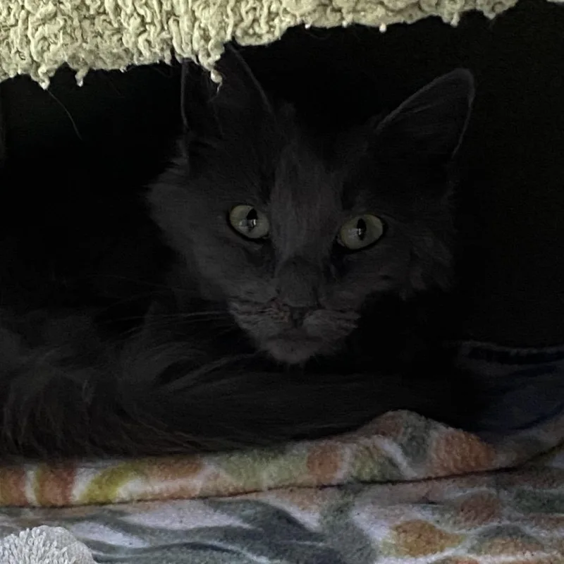 An adult small-sized female Gray / Blue / Silver Domestic Long Hair cat named Sailor for adoption in Grand Rapids, MI