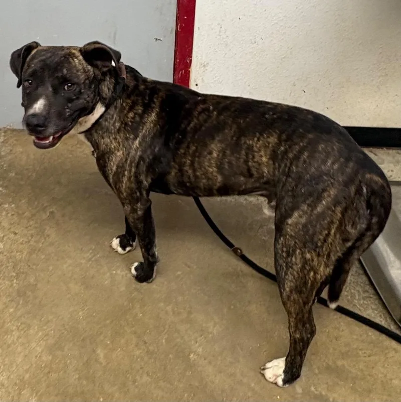 A young large-sized male Mixed Breed dog named Willis for adoption in Lockhart, TX
