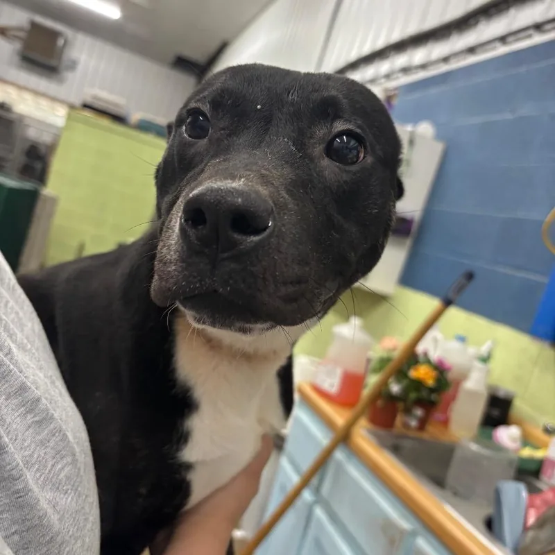 A young small-sized female Black Mixed Breed dog named Kelly for adoption in Corbin, KY