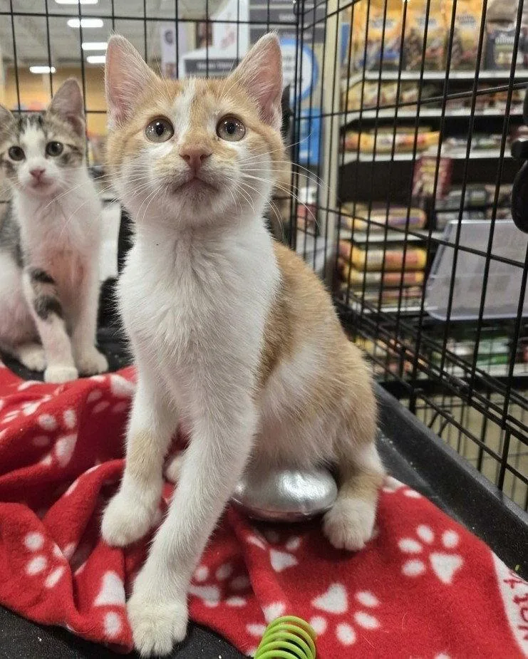 A baby medium-sized male Orange & White Domestic Short Hair cat named Creamscicle for adoption in Norwood, OH
