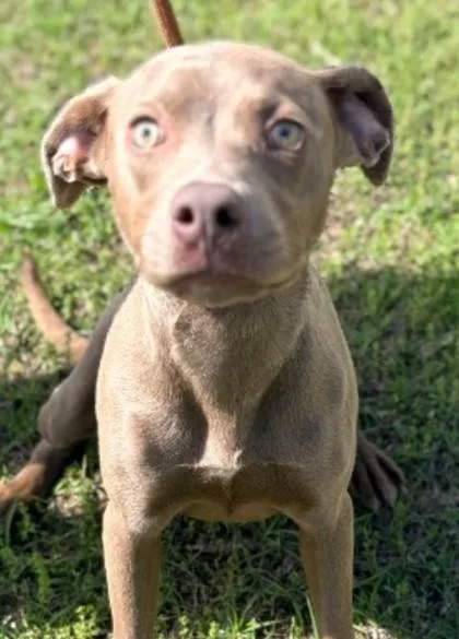 A baby medium-sized female Mixed Breed dog named Leah for adoption in West Chester, PA