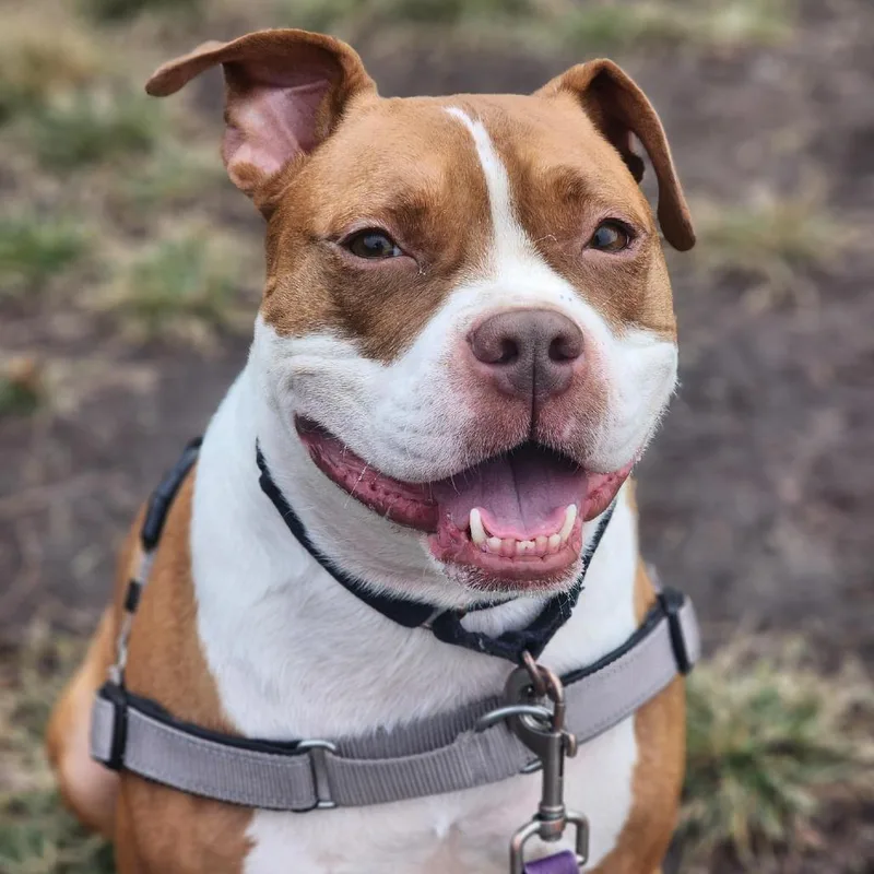 An adult medium-sized female Brown / Chocolate Boxer dog named Freya for adoption in Champaign, IL