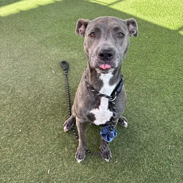 A young large-sized female Pit Bull Terrier dog named Flyleaf for adoption in Phoenix, AZ
