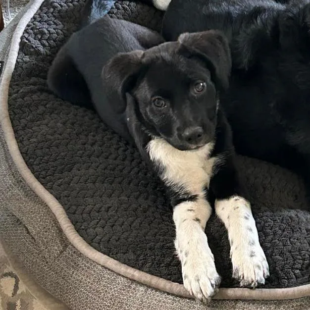 A baby small-sized male Border Collie dog named Skipper for adoption in Parker, CO