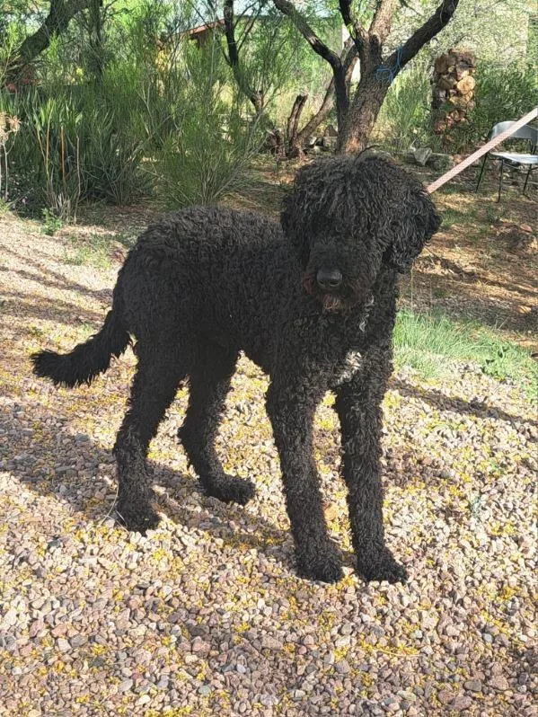 An adult medium-sized male Black Standard Poodle dog named Bru for adoption in Tucson, AZ