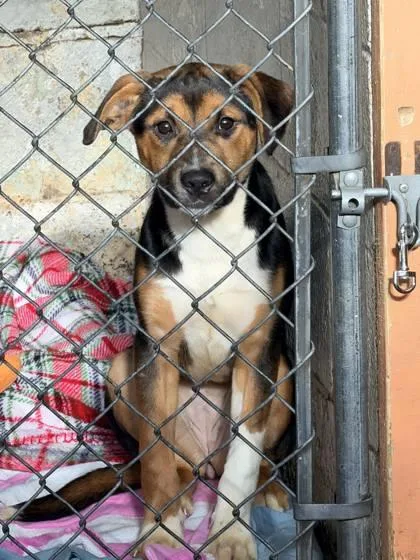 A baby medium-sized female Mixed Breed dog named Tina for adoption in Hobart, IN
