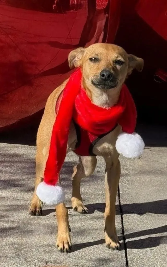 Harley