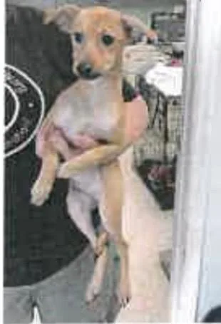 Harley thumbnail 4