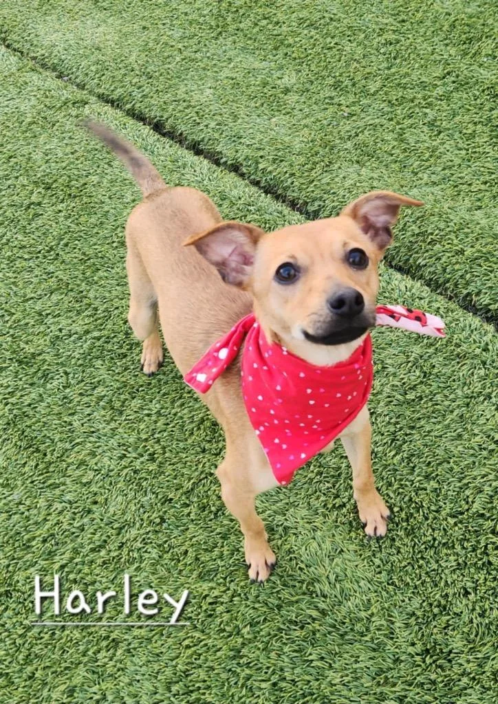 Harley thumbnail 5