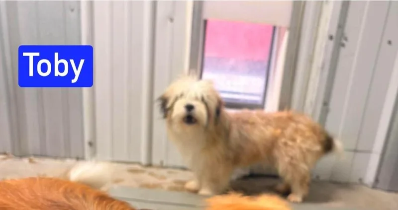 A young small-sized male Shih Tzu dog named MO Toby for adoption in Warrenton, MO