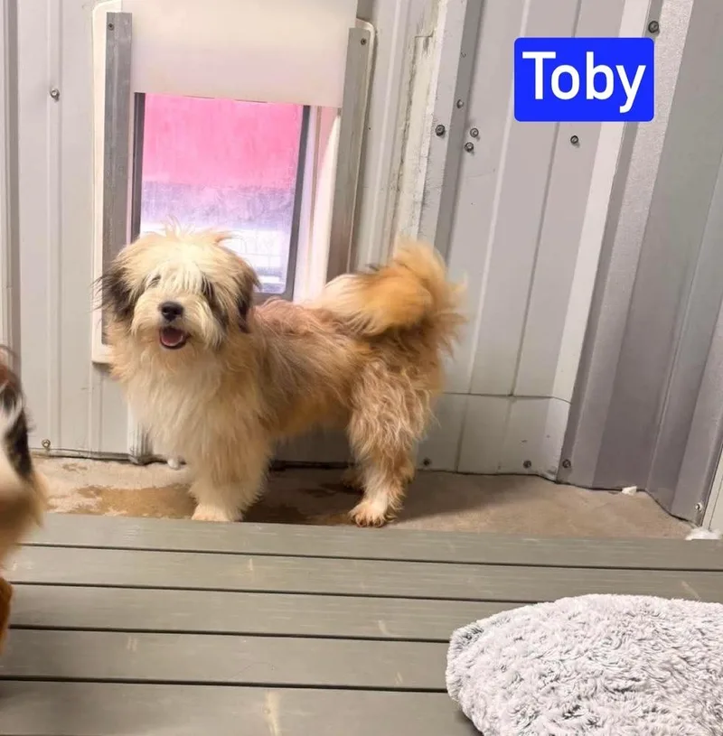 MO Toby thumbnail 2