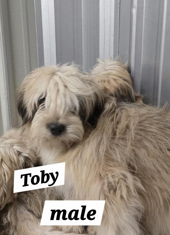 MO Toby thumbnail 3