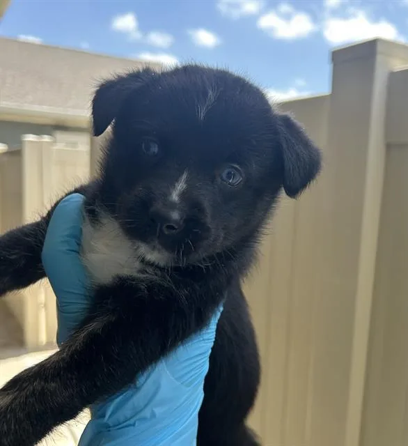 A baby medium-sized female Husky dog named Cotija for adoption in San Antonio, TX