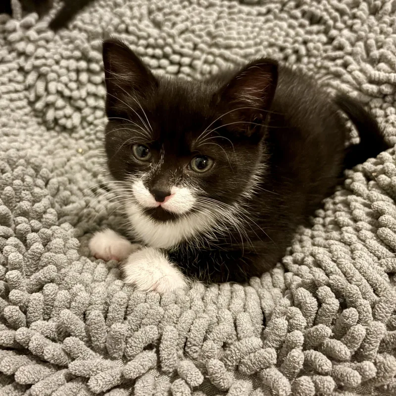 A baby small-sized female Black & White / Tuxedo Domestic Short Hair cat named Inspector Mills for adoption in Richmond, VA