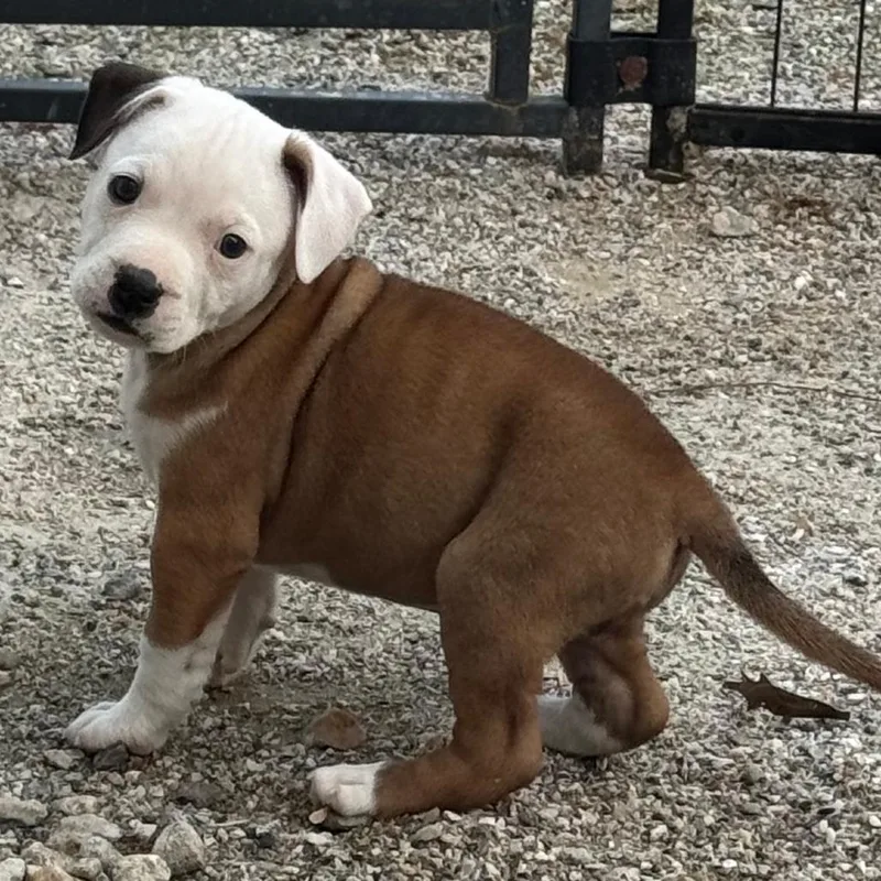A baby medium-sized male Brown / Chocolate Pit Bull Terrier dog named Wrigley for adoption in Chesapeake, VA