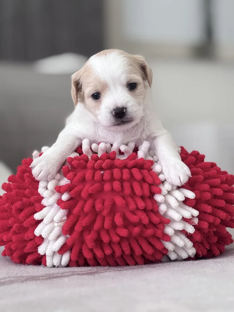 A baby small-sized male White / Cream Shih Tzu dog named Peter for adoption in Hollywood, FL