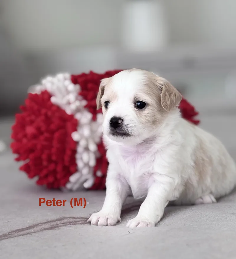 Peter thumbnail 4