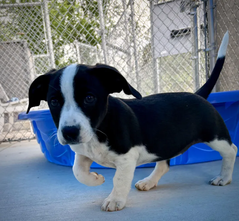 A baby medium-sized female Black Corgi dog named Loxi for adoption in Kalamazoo, MI