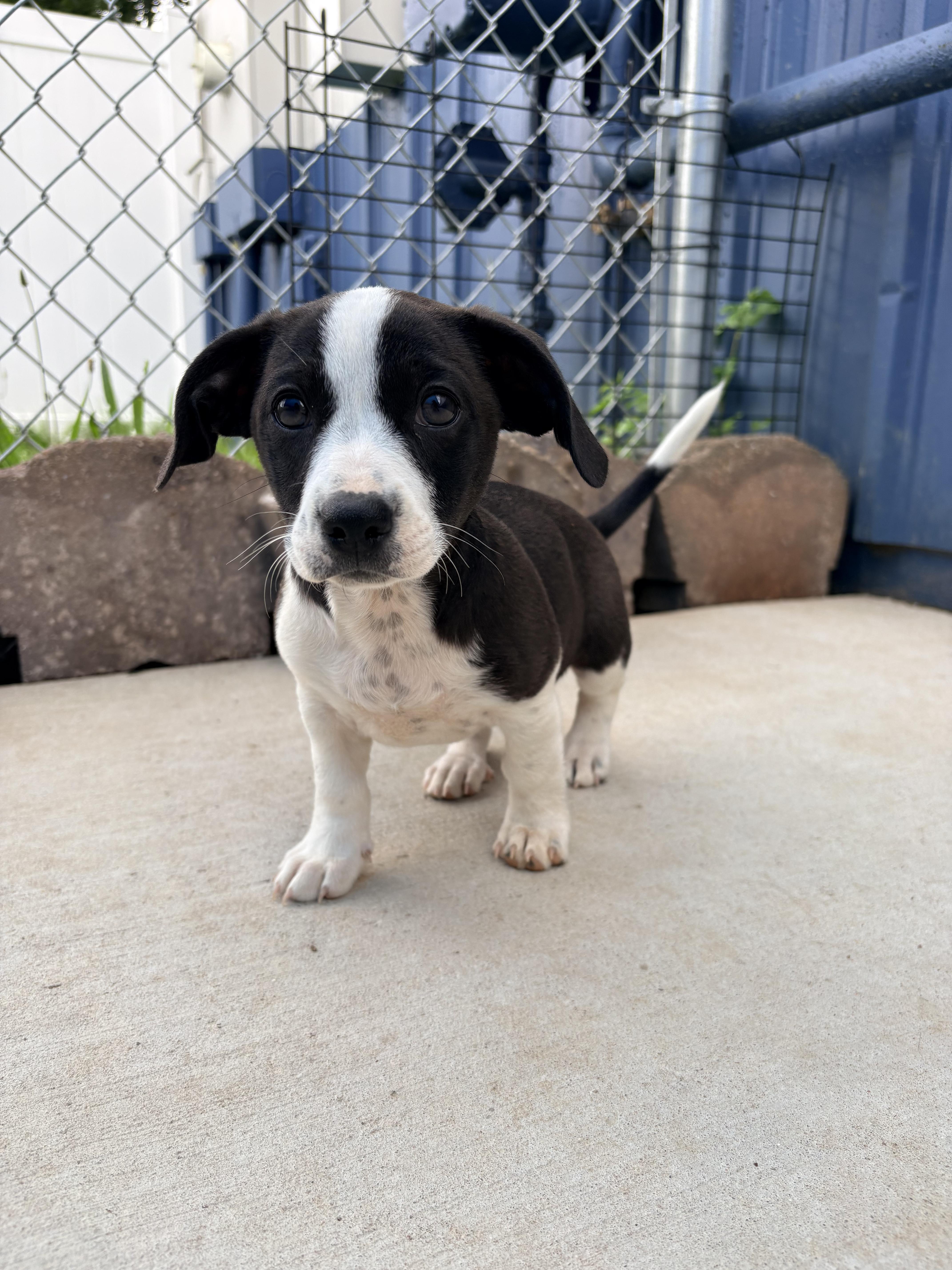Loxi thumbnail 4