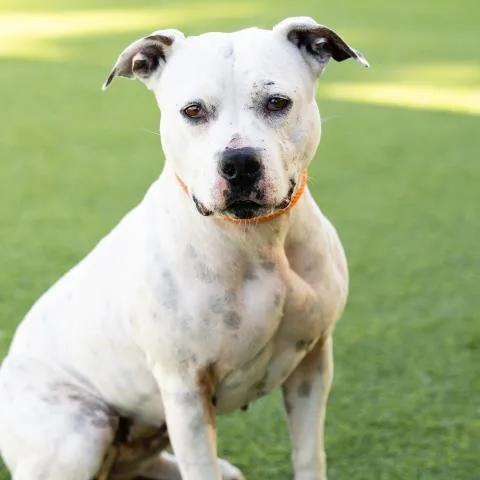An adult medium-sized female Pit Bull Terrier dog named Zero for adoption in Camarillo, CA