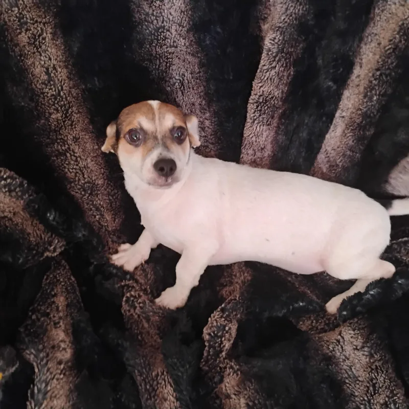 A baby small-sized male Chiweenie dog named Petrie for adoption in Winter haven, FL
