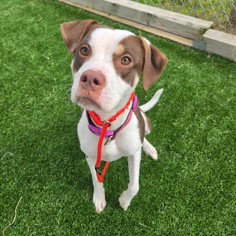 An adult medium-sized female Brown / Chocolate Pit Bull Terrier dog named Applejack for adoption in Binghamton, NY