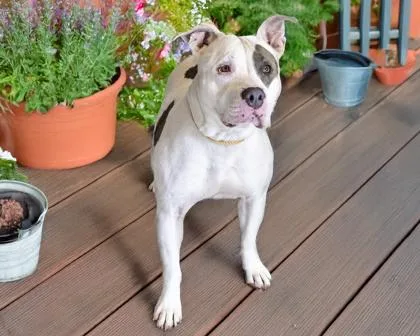 An adult medium-sized female Pit Bull Terrier dog named Mariska for adoption in Camano Island, WA
