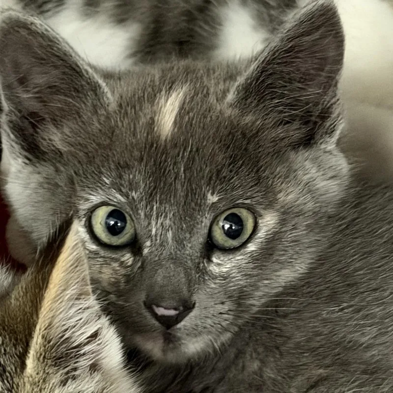 A baby small-sized female Tortoiseshell Domestic Short Hair cat named Scout for adoption in Idaho Falls, ID