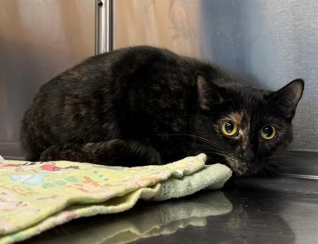 A young medium-sized female Domestic Short Hair cat named Inga for adoption in Minneapolis, MN