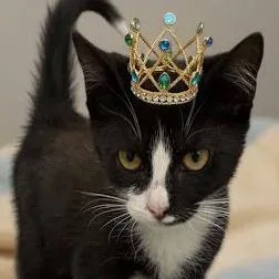 A baby small-sized male Black Domestic Short Hair cat named Tempo for adoption in Calverton, NY