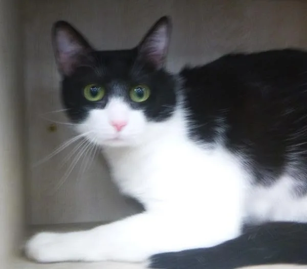 An adult large-sized male Domestic Short Hair cat named Shadow for adoption in Lafayette, LA