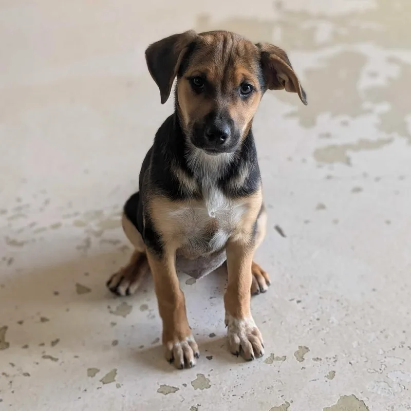 A baby medium-sized female Black Australian Cattle Dog / Blue Heeler dog named Riley for adoption in Grand Junction, CO