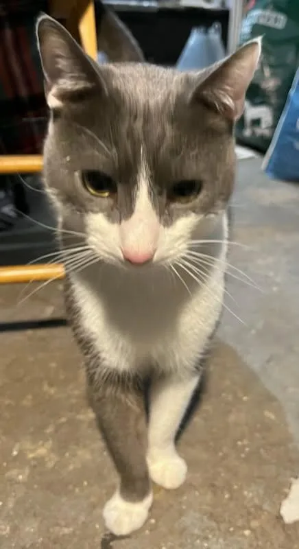 Puddy The Playful Lap thumbnail 4