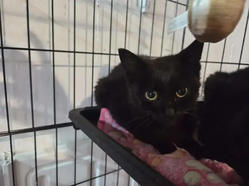 A baby small-sized female Black & White / Tuxedo Domestic Short Hair cat named Piston for adoption in Grand Rapids, MI