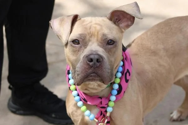 An adult large-sized female Mixed Breed dog named Puma for adoption in Staten Island, NY