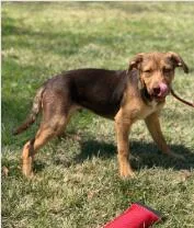 An adult medium-sized male Mixed Breed dog named Pecan for adoption in West Chester, PA
