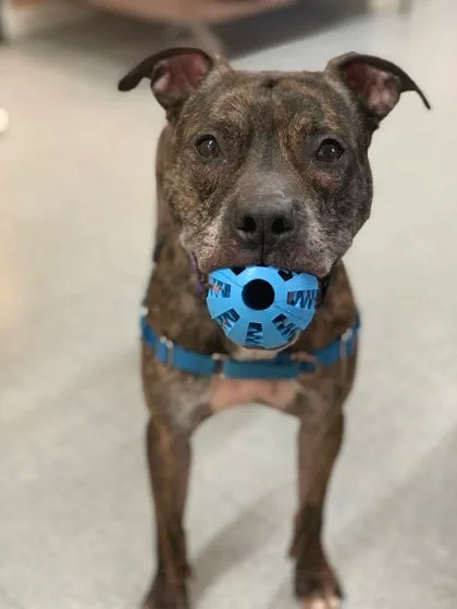 Kaszpian thumbnail 2