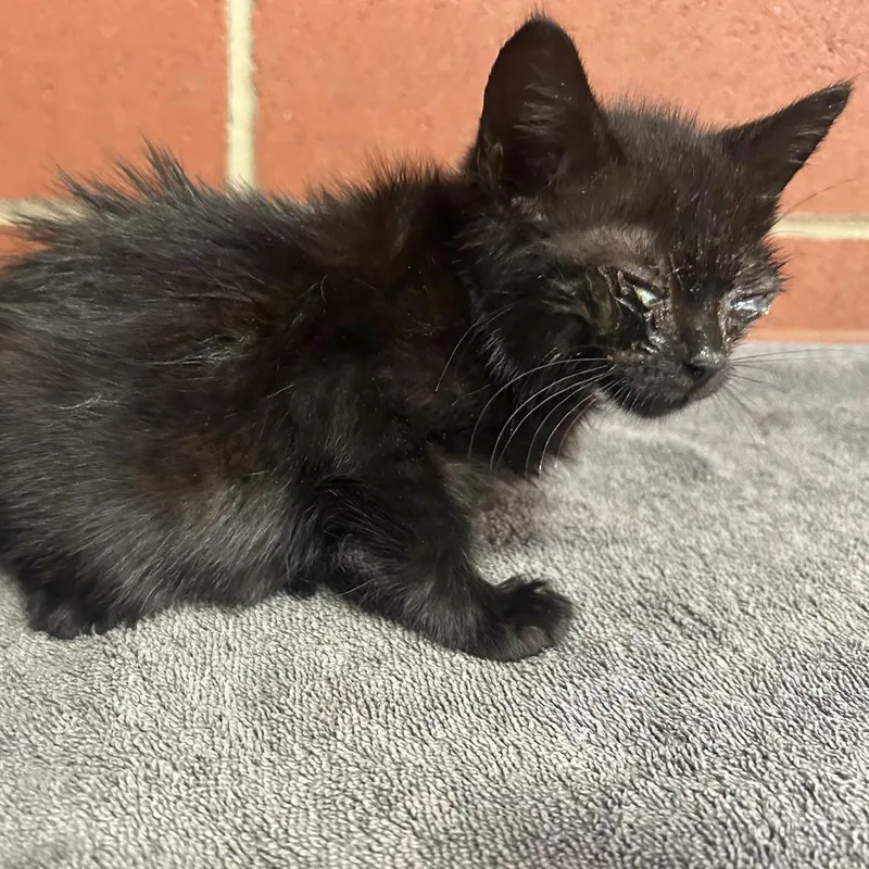 A baby small-sized male Black Domestic Short Hair cat named Poe for adoption in Cabot, AR