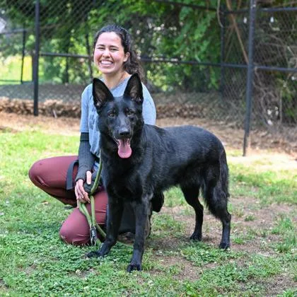An adult large-sized female Mixed Breed dog named Pressure for adoption in Chamblee, GA