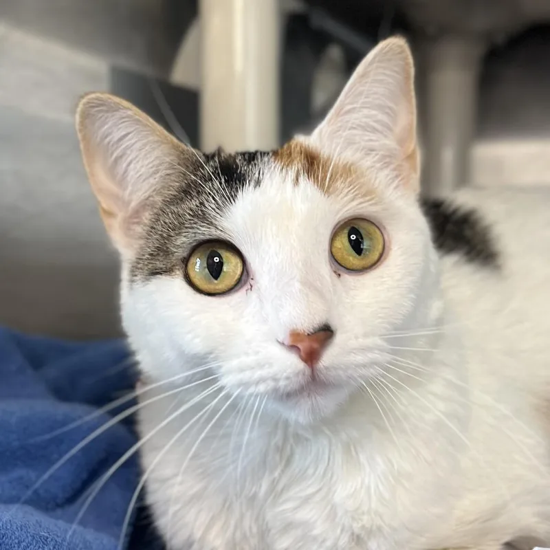 An adult medium-sized female Orange / Red Domestic Short Hair cat named Cameo Cali for adoption in Palm Springs, CA