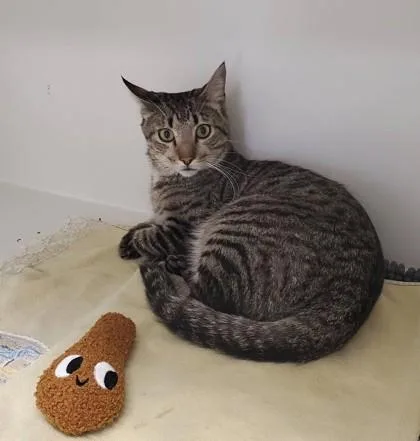 Pepperoni