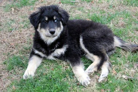 A baby large-sized male Black Golden Retriever dog named Dodger for adoption in Bedford Hills, NY