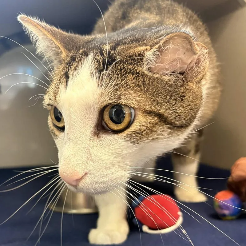 A senior large-sized male Brown / Chocolate Domestic Short Hair cat named Billy Boss for adoption in Gloucester, VA
