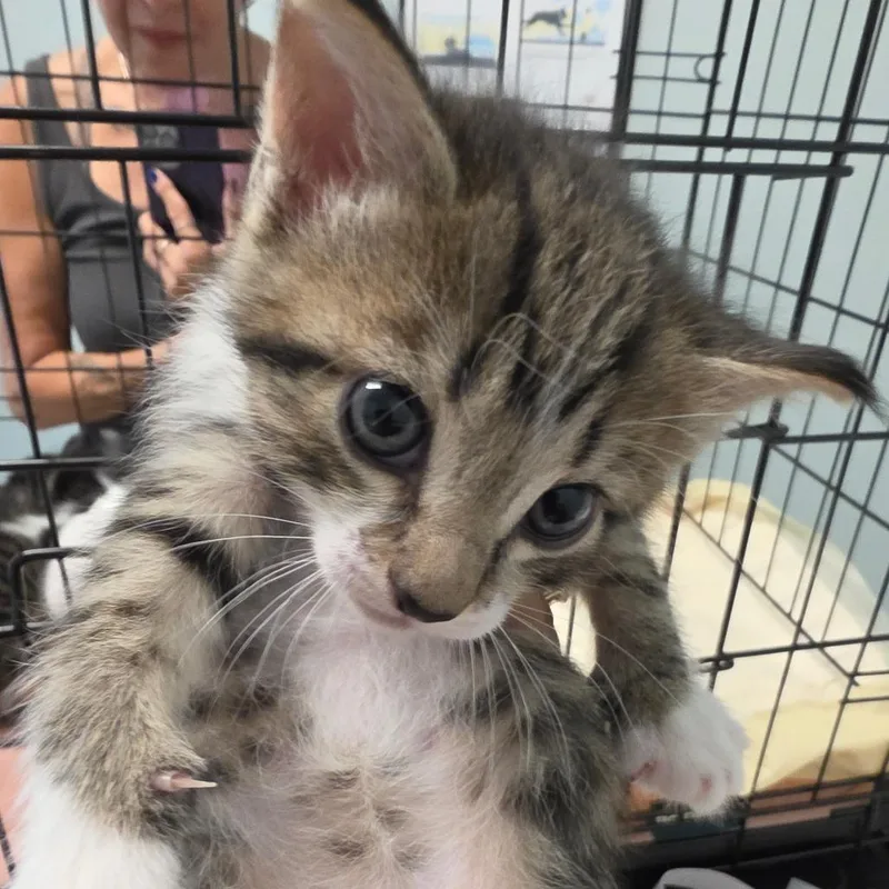 A baby small-sized female Domestic Medium Hair cat named Sweet Pea for adoption in Leander, TX