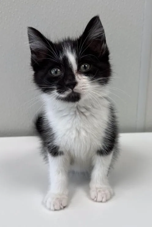 A baby medium-sized female Black & White / Tuxedo Domestic Short Hair cat named Alma for adoption in Hornell, NY
